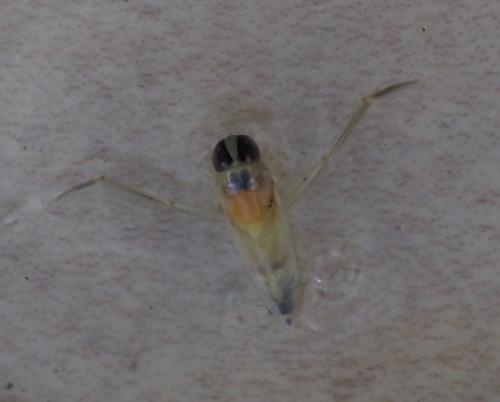 Anisops sardeus